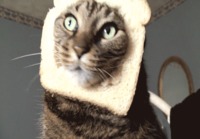 In-Bread cat