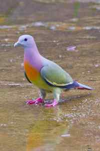 Värikäs pulu - The Pink-necked Green Pigeon (Treron vernans) is a species of bird in the Columbidae family. (NOT photoshopped)