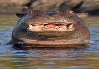 Happy Hippo