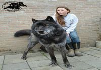 A wolf hybrid