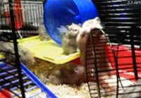 Hamsterit