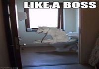 Like a boss