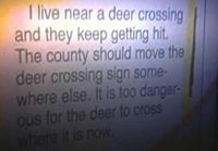 Deer Crossing