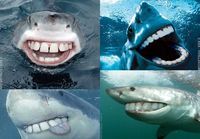 Happy Sharks