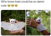 Blondi Bat