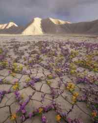 Atacama autiomaa - Atacaman autiomaa sateen jälkeen