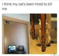 Killer Kat