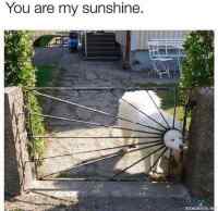 You are my sunshine