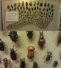 A world of beetles