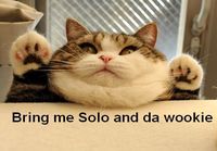 Jabba the Cat