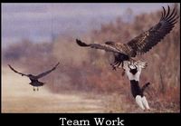 Teamwork