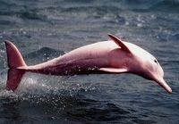 Amazon river dolphin