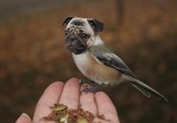 Pugbird