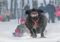 Iloinen koira vetää muksua pulkassa