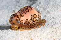 Hieno merietana - Flamingo tongue snail 