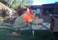 Construction Dog Rises Again