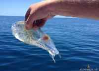 Omituinen otus merestä - A fisherman from New Zealand was left baffled when he caught this see-through shrimp-like creature swimming near the surface of the ocean. Deborah Cracknell, research lead from the National Marine Aquarium in Plymouth,believes the creature is a Salpa maggiore(Salpa maxima). The salp is barrel-shaped and moves by contracting, pumping water through its gelatinous body. It strains the water through its internal feeding filters, feeding on phytoplankton from the upper sunlit layer of the ocean. They have an interesting life-cycle with alternate generations existing as solitary individuals or groups forming long chains.