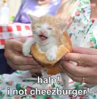 Halp! - i not cheezburger