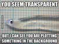 Transparent Fish