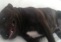 Staffordshiren bullterrieri haluaa rapsutuksia