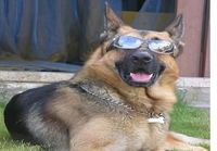 Cool dog 2