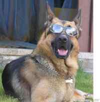 Cool dog 2 - Look!