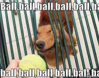 Ball! - Gotta gotch em all!