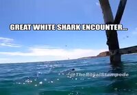 Great White Shark