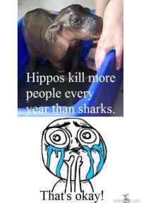 Hippo&#039;s