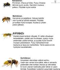 Suomen kesän pistiäisiä osa 2. - Muutama pörisevä ja suriseva kesän pieni pallero selityksineen.