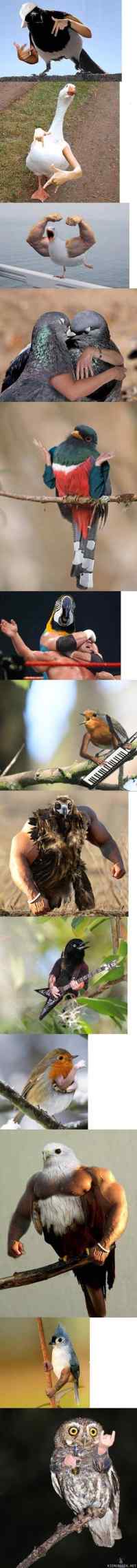 Birds with arms - ...