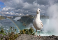 Luontokuva Niagara Falls 2016