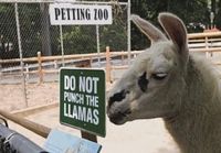 Do not punch the llamas