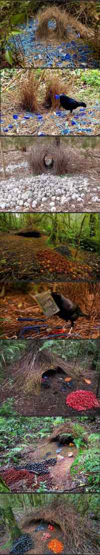 Lavastaja - Australaasian lintu, jonka pariutumisrituaaliin kuuluu näyttävän &quot;panoluolan&quot; rakentaminen naaraalle.

https://en.wikipedia.org/wiki/Bowerbird

&quot;The most notable characteristic of bowerbirds is their extraordinarily complex courtship and mating behavior, where males build a bower to attract mates.&quot;

https://en.wiktionary.org/wiki/bower

https://translate.google.com/#en/fi/bower

https://fi.wikipedia.org/wiki/Australaasia