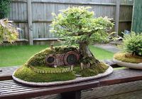 Bonsai