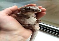 Gargoyle gecko