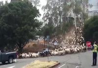 Who let the goats out?