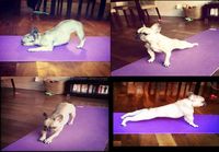 Yoga dog