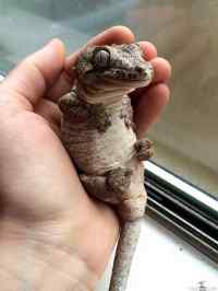 Gargoyle gecko - Gargoyle gecko is awkward and adorable