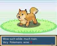 Wild Doge Appeared! - wow such wilde doge, very nice, so catchy.