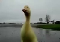 Duckonforce