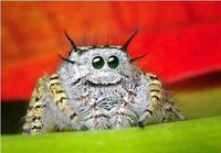 Happy spider