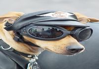 harley dogi