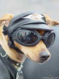 harley dogi