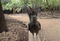 Lyrebird