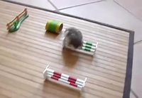 Hamsteriagility