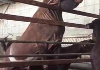 Damascus goat - maailman rumin eläin?