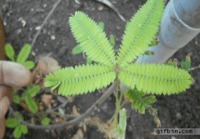 Mimosa plant