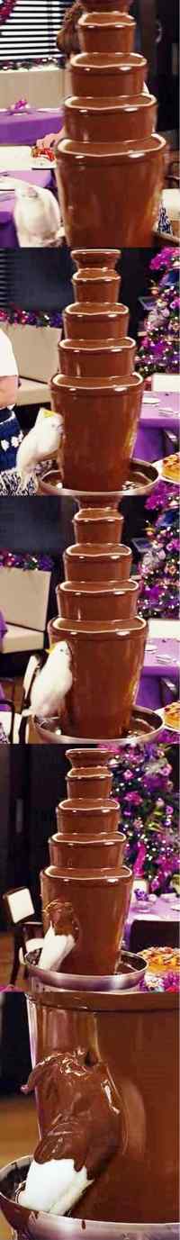 Chocolate fountain bird - Herkullista suklaata!