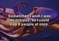 Octopus